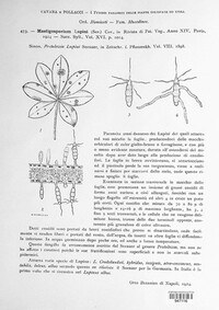 Mastigosporium lupini image